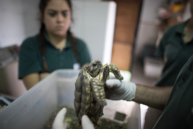 El ex zoológico de la Ciudad de Buenos Aires trabaja con la provincia de Buenos Aires y otras 15 provincias en la conservación de especies en peligro