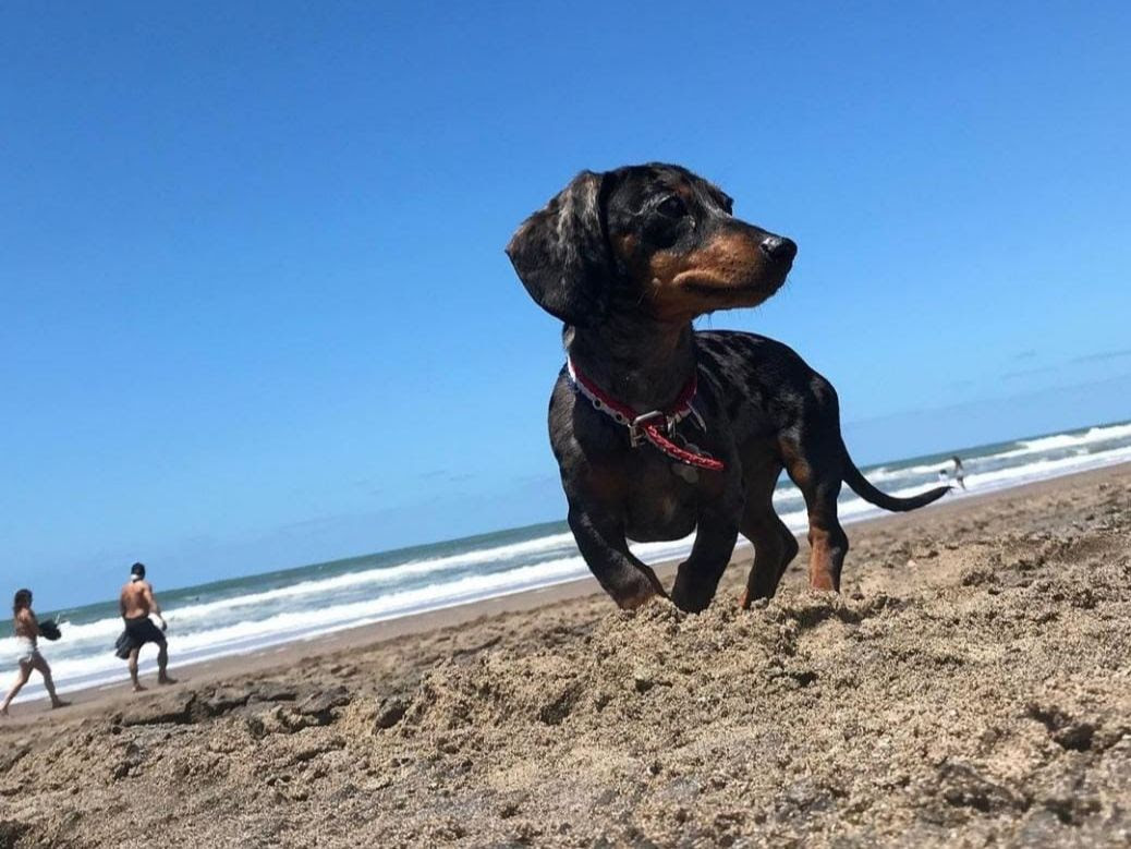 La Plata: Vacaciones en familia, las recomendaciones del Municipio para veranear con perros y gatos