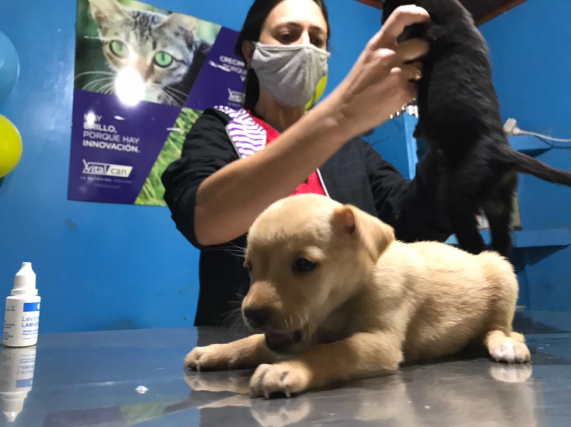 La Municipalidad organiza jornadas de atención veterinaria en comedores y merenderos barriales