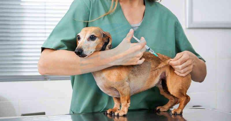 La Plata:Nuevas jornadas de vacunación antirrábica en City Bell y en plazas del centro de la Ciudad