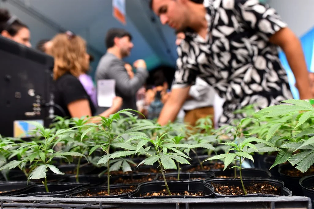 Este viernes comienza la I Cumbre Internacional de Cannabis y Cáñamo