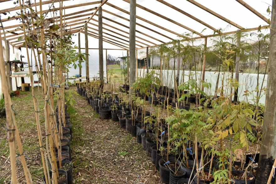 La Plata :El Municipio entregará árboles nativos en el Parque Ecológico: ¿cómo y cuándo conseguirlos?