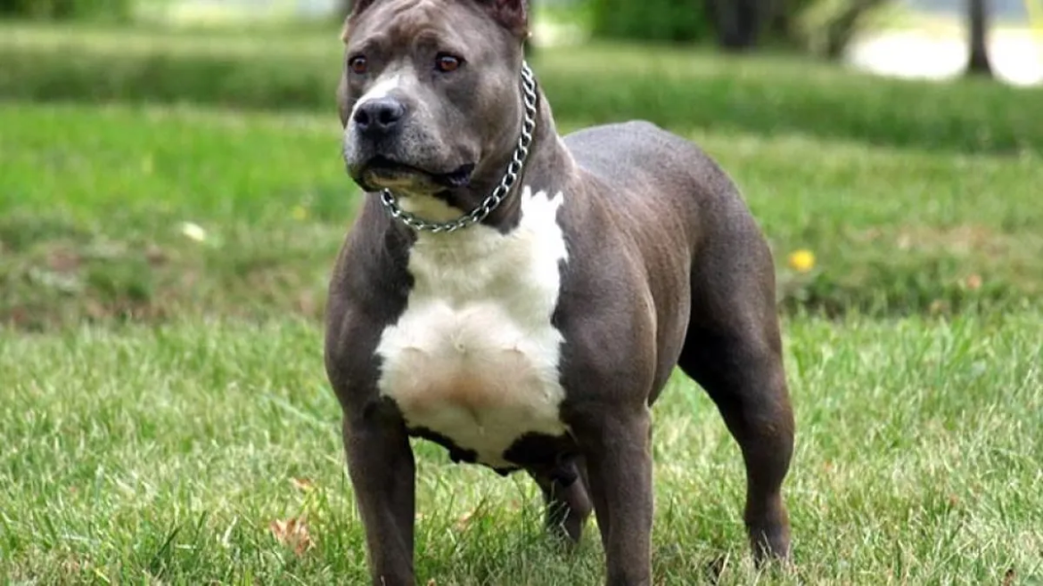 Dos pitbull saltaron una medianera y atacaron salvajemente a su vecina