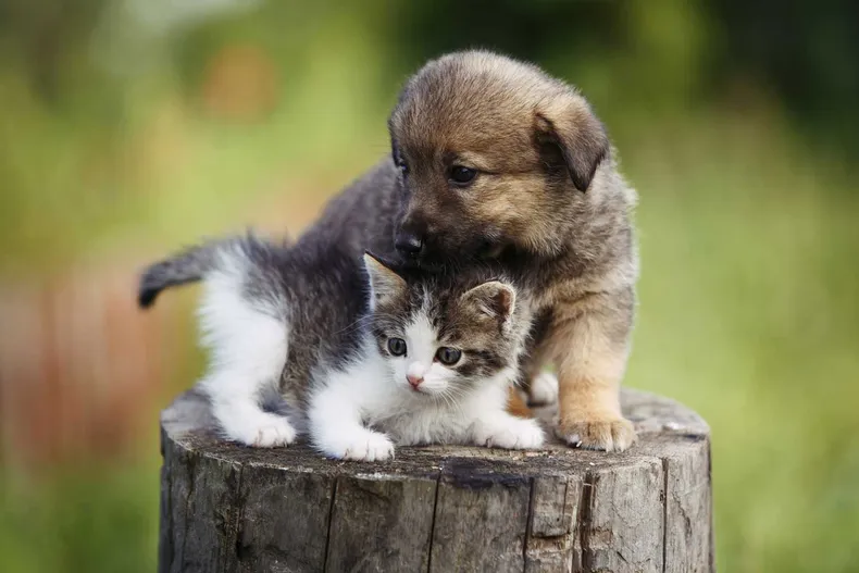 Día del Animal: por qué se celebra cada 29 de abril en Argentina