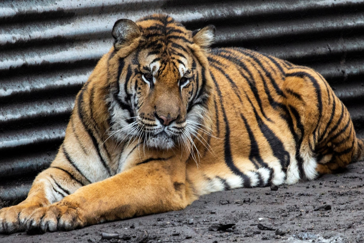 Rescataron a dos tigres de bengala en un campo bonaerense, descuidados y desnutridos