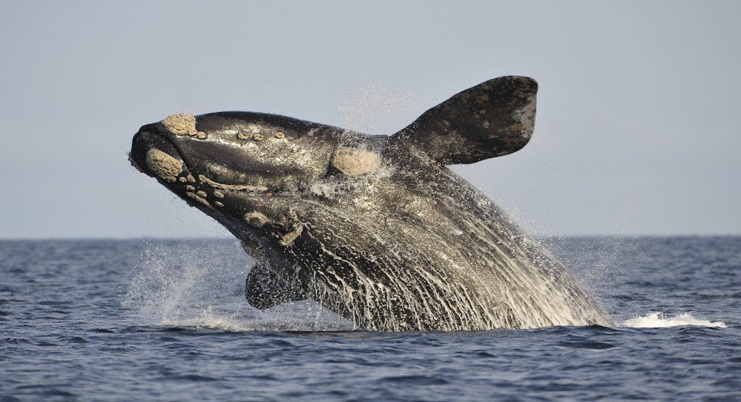 Con el marco del inicio de la temporada de ballenas se presentó la iniciativa «Planeta Madryn»