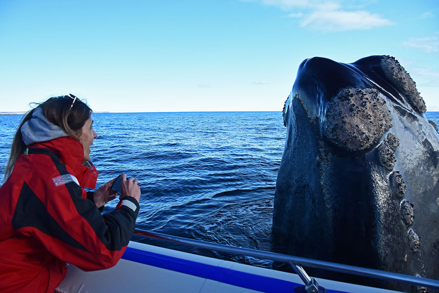 Impactante presencia de ballenas en los golfos de Península Valdés