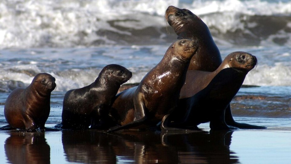 Senasa confirmó nuevos brotes de gripe aviar en lobos marinos en Buenos Aires y Río Negro