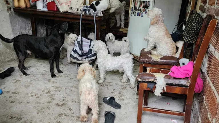 Rescataron a 12 perritos abandonados en una casa, tenían conjuntivitis, otitis y lesiones en la piel