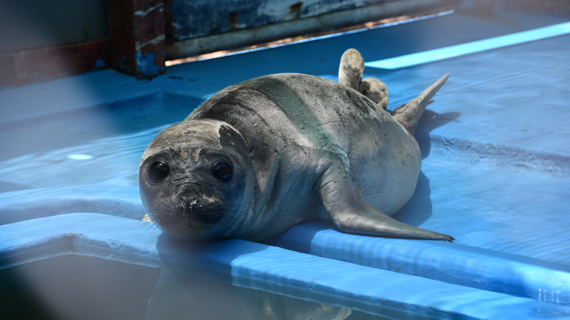 Rescataron en Costa Azul a un elefante marino que era acosado por turistas y mascotas