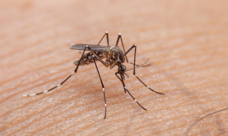 Salud pide extremar los cuidados frente el aumento de casos de dengue