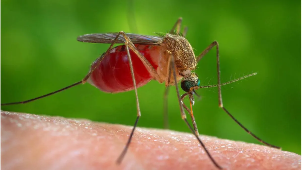 Advierten que la invasión de mosquitos en el AMBA es de la especie vectora de la encefalitis equina