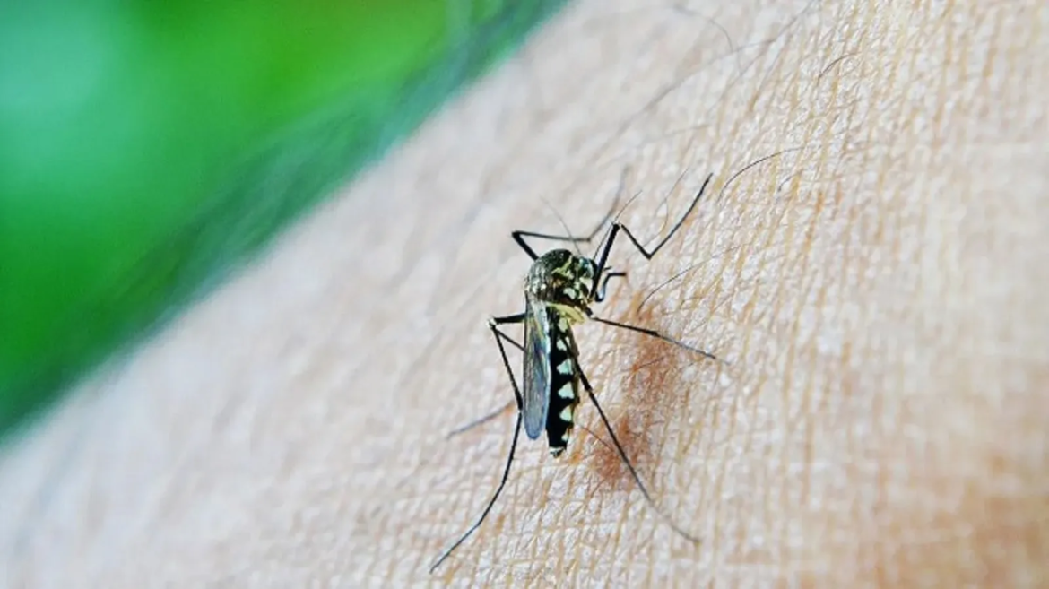 Desde el Ministerio de Salud bonaerense piden tomar medidas para prevenir el dengue