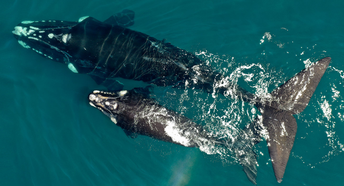 El programa de seguimiento satelital de ballenas supera el centenar de ejemplares monitoreados