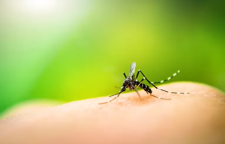 Cuándo podría terminar la invasión de mosquitos en AMBA