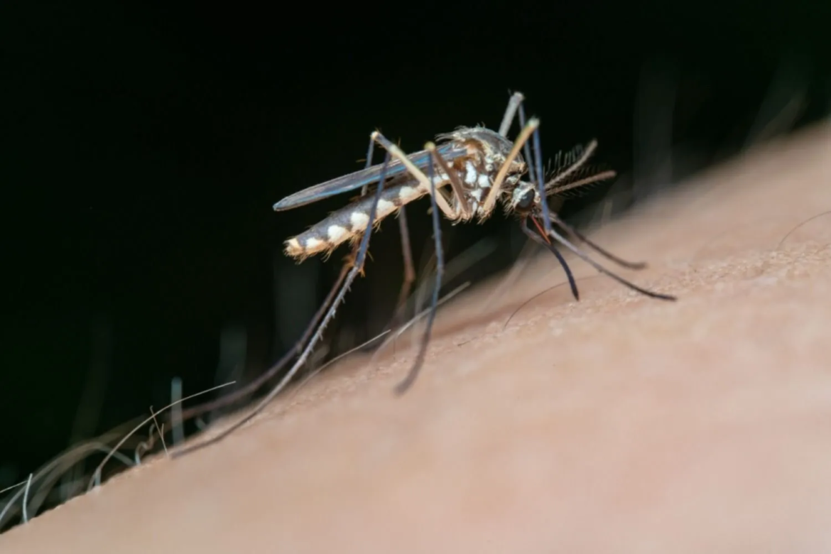 La invasión de mosquitos no da tregua: de dónde provienen y hasta cuándo durará