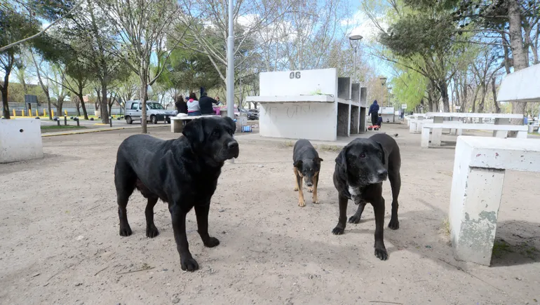 Internaron a un nene de dos años después de que lo atacara un perro bóxer en Mendoza