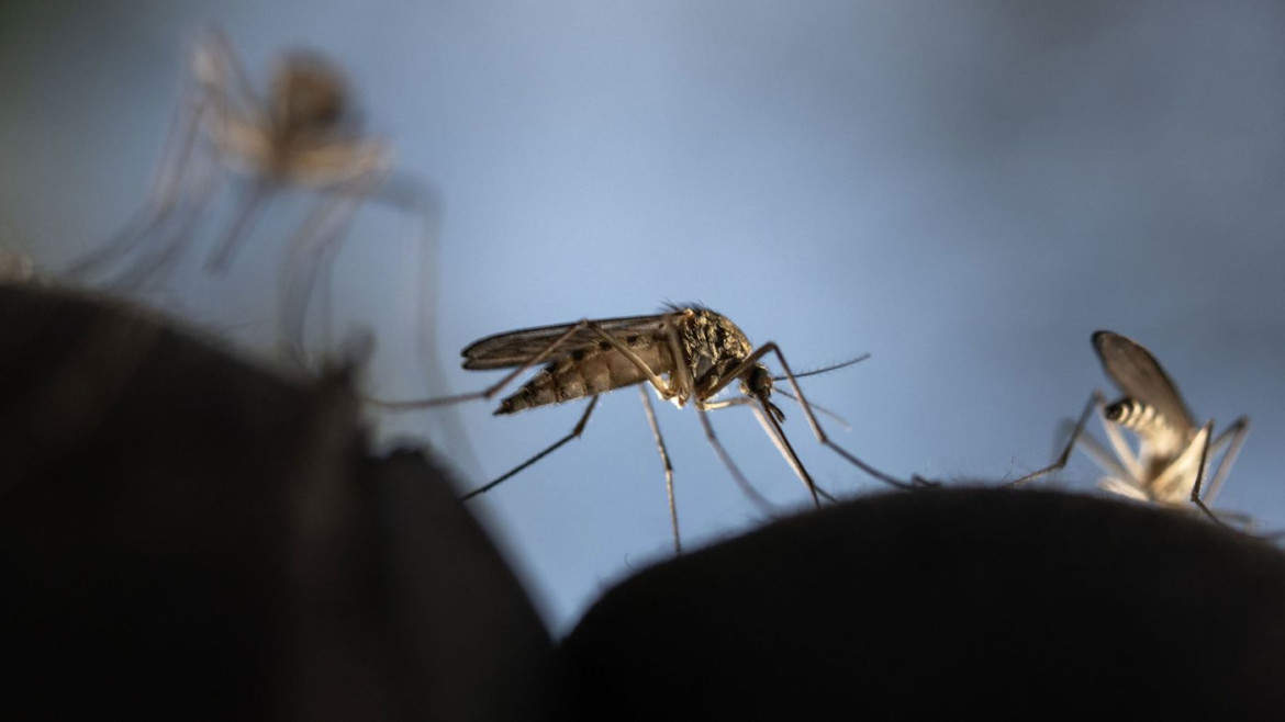ATENCIÓN LA PLATA  CONFIRMAN LA ESPECIE DE MOSQUITO QUE INVADIÓ LA CIUDAD