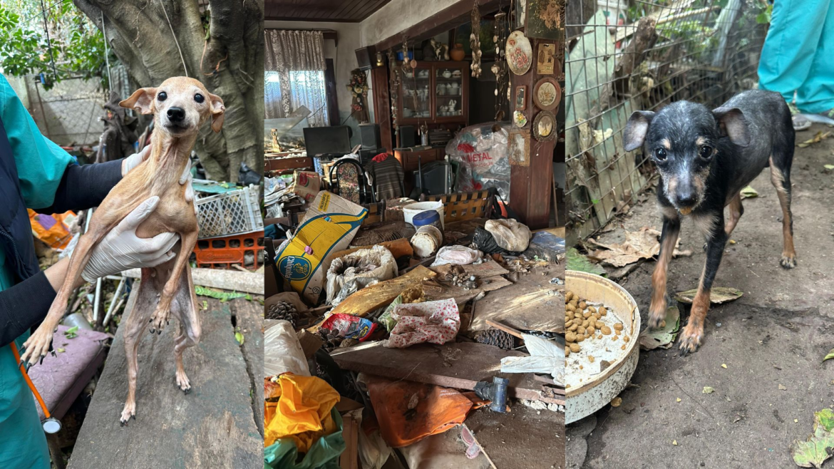 Rescataron 12 perros en la vivienda de una acumuladora compulsiva en Hudson