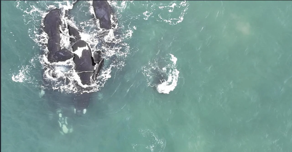 Mar del Plata: captaron el momento exacto de una cópula entre ballenas franca austral