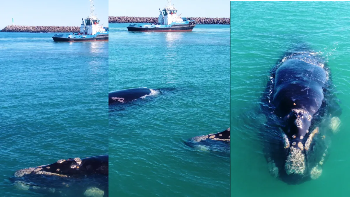 Necochea: Dos ejemplares de ballena franca austral sorprendieron en las aguas de Puerto Quequén