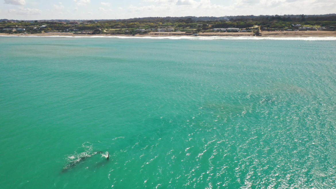 Gran cantidad de ballenas brindaron un espectáculo frente a Mar del Plata