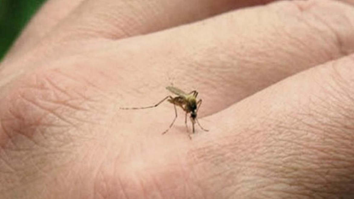 El Ministerio de Salud actualiza la situación epidemiológica de dengue y virus respiratorios