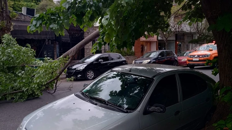 Mar del Plata: El viento derribó parte de un árbol en el paseo comercial de calle Güemes