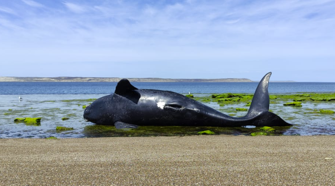 Preocupación por el hallazgo de ballenas muertas en Chubut: hay sospecha de intoxicación por marea roja