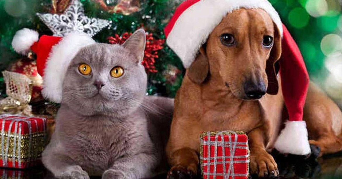 Navidad y Año Nuevo: Existen algunos consejos prácticos para ayudar a mantener a nuestras mascotas seguras y calmadas.