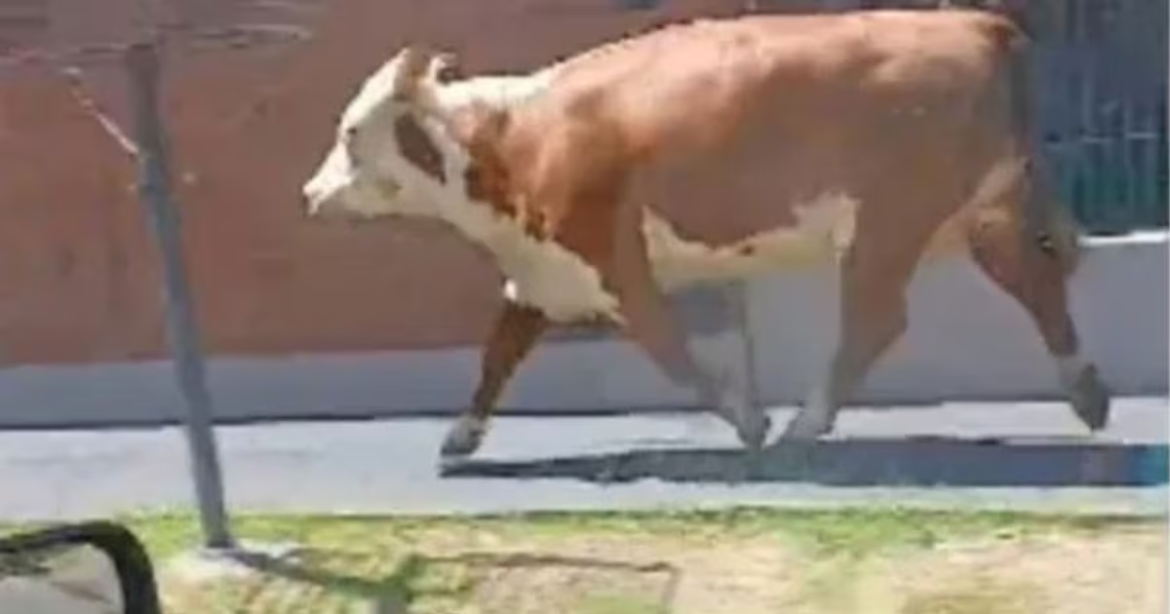 Una vaca suelta en Temperley: se tiró del camión que la llevaba al matadero y corrió 30 cuadras antes de ser atrapada