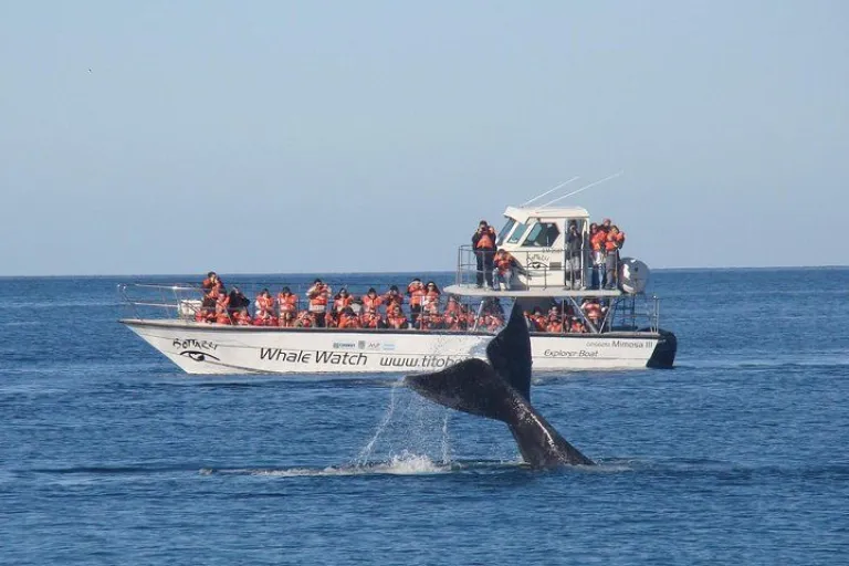 Chubut se prepara para recibir a las ballenas: tarifas y promociones para la temporada 2025