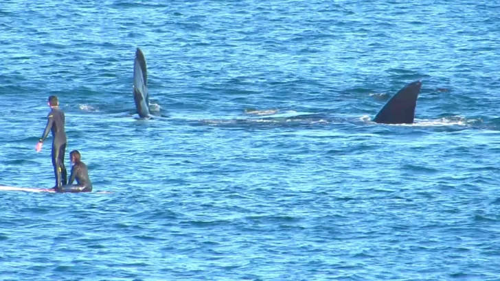 Necochea podría convertirse en el centro de avistaje de ballenas más grande de la provincia