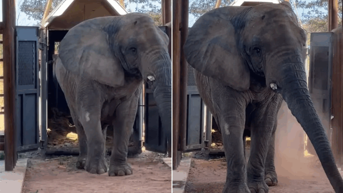 Kenya llegó al Santuario de Elefantes de Brasil tras cinco días de viaje desde el Ecoparque