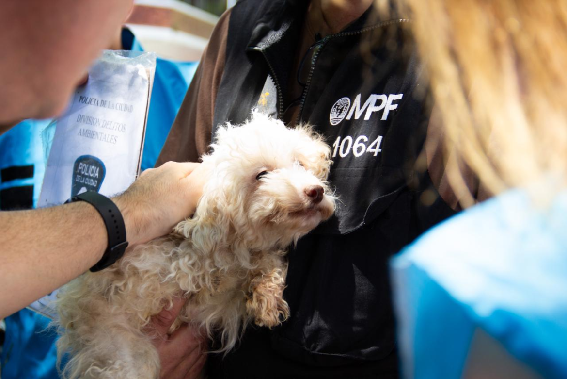 Golpe al negocio ilegal de mascotas: desmantelan un criadero clandestino en Longchamps y rescatan animales hacinados