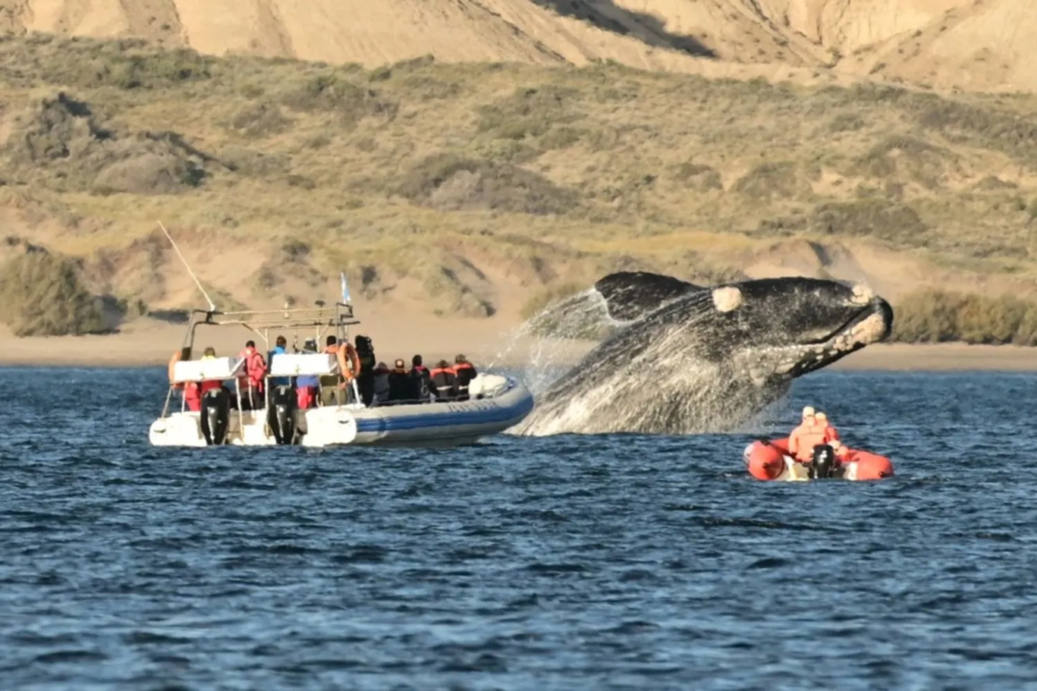 La Patagonia vuelve a brillar: comenzó la temporada de ballenas y Puerto Madryn espera una ola de turistas
