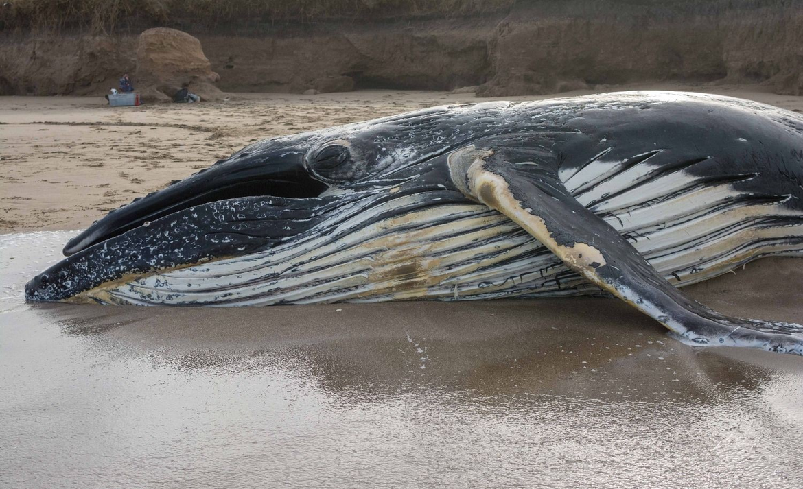 Hallaron una ballena jorobada sin vida en Mar Chiquita: investigan qué provocó su muerte